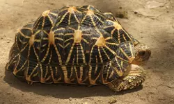 เดฆเตเดชเดพเดตเดฒเดฟ เดเดเตเดทเด; เดธเตเดจเตเดฆเดฐเดฟ เดเดฎเดเดณเต เดธเดเดฐเดเตเดทเดฟเดเตเดเดพเตป เดธเตเดฐเดเตเดทเดฏเตเดฐเตเดเตเดเดฟ เด
เดงเดฟเดเตเดคเตผ เดฆเตเดชเดพเดตเดฒเดฟ เดเดเตเดทเด; เดธเตเดจเตเดฆเดฐเดฟ เดเดฎเดเดณเต เดธเดเดฐเดเตเดทเดฟเดเตเดเดพเตป เดธเตเดฐเดเตเดทเดฏเตเดฐเตเดเตเดเดฟ เด
เดงเดฟเดเตเดคเตผ