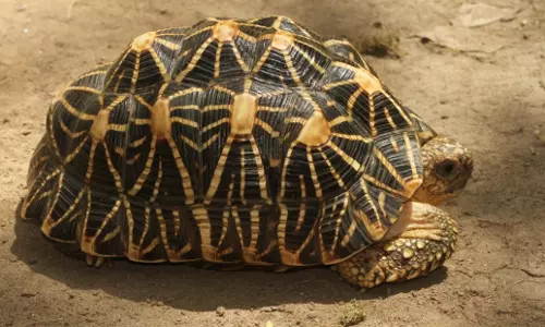 ദീപാവലി ആഘോഷം; സുന്ദരി ആമകളെ സംരക്ഷിക്കാൻ സുരക്ഷയൊരുക്കി അധികൃതർ
