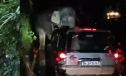 കബാലിയെ വാഹനം ഇടിപ്പിക്കാന്‍ ശ്രമം; നടപടിയെടുക്കുമെന്ന് വനം വകുപ്പ്