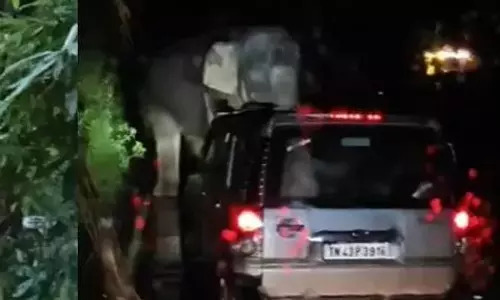 കബാലിയെ വാഹനം ഇടിപ്പിക്കാന്‍ ശ്രമം; നടപടിയെടുക്കുമെന്ന് വനം വകുപ്പ്