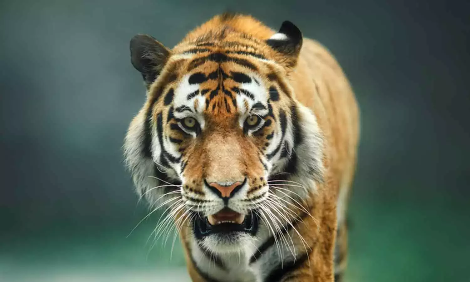 പശുക്കുട്ടിയെ കടുവ പിടിച്ചു