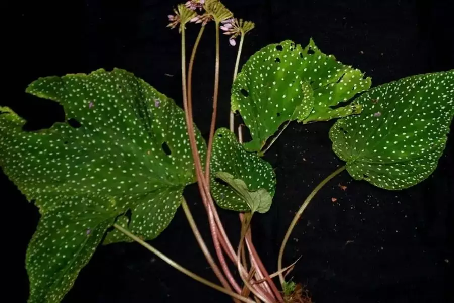 പശ്ചിമഘട്ടത്തില് മൂന്നുപുതിയ സസ്യ ഇനങ്ങള് കണ്ടെത്തി പശ്ചിമഘട്ടത്തില് മൂന്നുപുതിയ സസ്യ ഇനങ്ങള് കണ്ടെത്തി