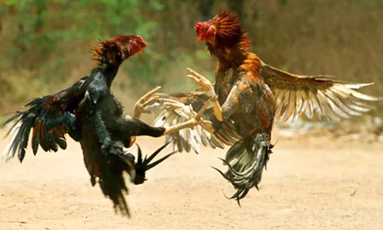 കോഴിപ്പോര് സാംസ്കാരിക അവകാശമല്ല, മൃഗങ്ങള് തമ്മിലെ പോര് സംഘടിപ്പിക്കുന്നത് കുറ്റകരം-മദ്രാസ് ഹൈക്കോടതി കോഴിപ്പോര് സാംസ്കാരിക അവകാശമല്ല, മൃഗങ്ങള് തമ്മിലെ പോര് സംഘടിപ്പിക്കുന്നത് കുറ്റകരം-മദ്രാസ് ഹൈക്കോടതി