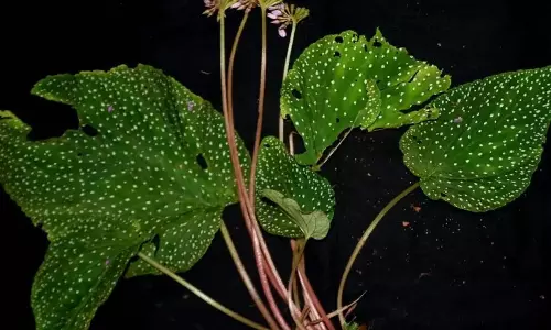 പശ്ചിമഘട്ടത്തില് മൂന്നുപുതിയ സസ്യ ഇനങ്ങള് കണ്ടെത്തി പശ്ചിമഘട്ടത്തില് മൂന്നുപുതിയ സസ്യ ഇനങ്ങള് കണ്ടെത്തി