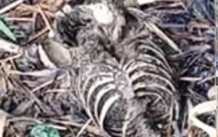 ഓതറ പഴയകാവില് മനുഷ്യന്റെ അസ്ഥികൂടം കണ്ടെത്തി ഓതറ പഴയകാവില് മനുഷ്യന്റെ അസ്ഥികൂടം കണ്ടെത്തി