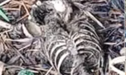 ഓതറ പഴയകാവില് മനുഷ്യന്റെ അസ്ഥികൂടം കണ്ടെത്തി ഓതറ പഴയകാവില് മനുഷ്യന്റെ അസ്ഥികൂടം കണ്ടെത്തി