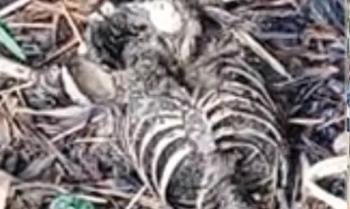 ഓതറ പഴയകാവില് മനുഷ്യന്റെ അസ്ഥികൂടം കണ്ടെത്തി ഓതറ പഴയകാവില് മനുഷ്യന്റെ അസ്ഥികൂടം കണ്ടെത്തി