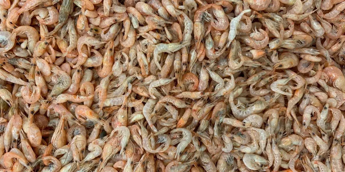 അമേരിക്കയുടെ താരിഫ് നയം; ഇന്ത്യയിലെ സമുദ്രോല്‍പ്പന്ന കയറ്റുമതിയില്‍ വന്‍ ഇടിവ്, റിപോര്‍ട്ട്