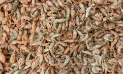 അമേരിക്കയുടെ താരിഫ് നയം; ഇന്ത്യയിലെ സമുദ്രോല്‍പ്പന്ന കയറ്റുമതിയില്‍ വന്‍ ഇടിവ്, റിപോര്‍ട്ട്