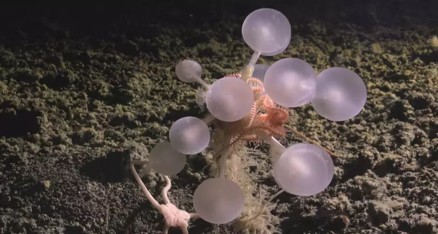 ഡെത്ത് ബോള്‍ സ്‌പോഞ്ച്; ദക്ഷിണ മഹാസമുദ്രത്തില്‍ 30 സമുദ്രജീവികളെ കണ്ടെത്തി