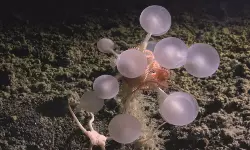 ഡെത്ത് ബോള്‍ സ്‌പോഞ്ച്; ദക്ഷിണ മഹാസമുദ്രത്തില്‍ 30 സമുദ്രജീവികളെ കണ്ടെത്തി