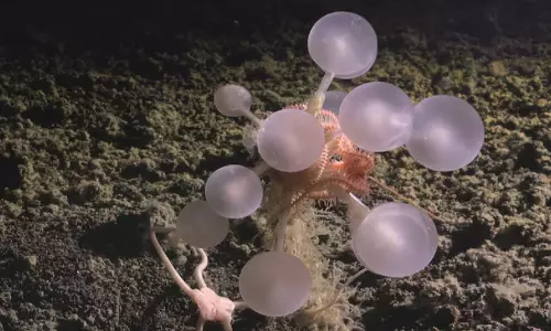 ഡെത്ത് ബോള് സ്പോഞ്ച്; ദക്ഷിണ മഹാസമുദ്രത്തില് 30 സമുദ്രജീവികളെ കണ്ടെത്തി ഡെത്ത് ബോള് സ്പോഞ്ച്; ദക്ഷിണ മഹാസമുദ്രത്തില് 30 സമുദ്രജീവികളെ കണ്ടെത്തി