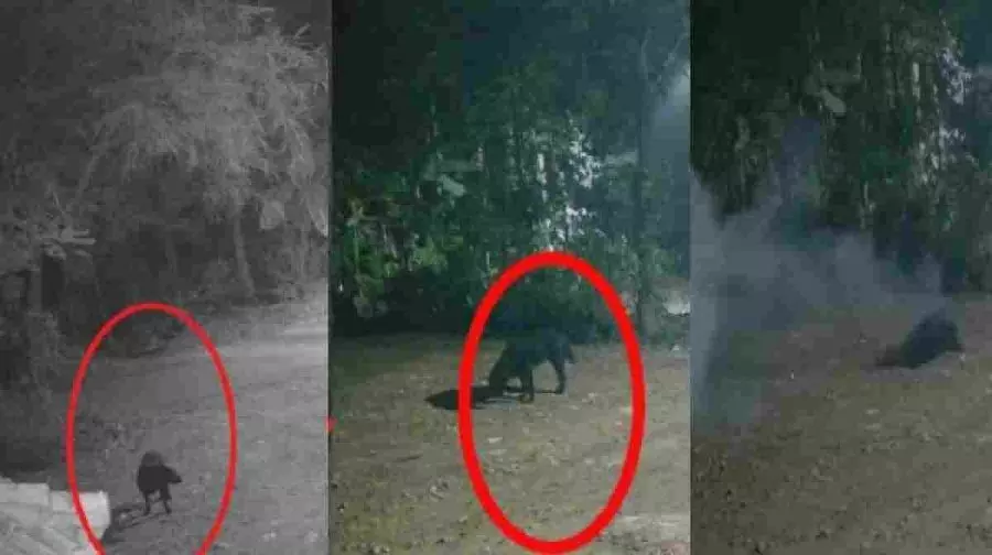 അഞ്ചലില്‍ പന്നിപ്പടക്കം പൊട്ടി വളര്‍ത്തുനായയ്ക്ക് ദാരുണാന്ത്യം