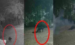 അഞ്ചലില്‍ പന്നിപ്പടക്കം പൊട്ടി വളര്‍ത്തുനായയ്ക്ക് ദാരുണാന്ത്യം