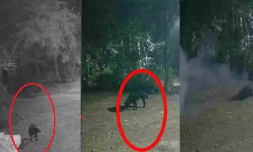 അഞ്ചലില്‍ പന്നിപ്പടക്കം പൊട്ടി വളര്‍ത്തുനായയ്ക്ക് ദാരുണാന്ത്യം