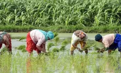 കര്ഷക തൊഴിലാളികളുടെ വൃക്കാരോഗ്യം ആശങ്കയില്, പഠനം കര്ഷക തൊഴിലാളികളുടെ വൃക്കാരോഗ്യം ആശങ്കയില്, പഠനം
