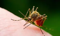 ഡെങ്കിപ്പനി; എറണാകുളത്ത് അഞ്ചു വര്‍ഷത്തിനിടെ 85 മരണം