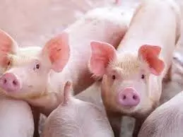 കോഴിക്കോട് ആദ്യമായി ആഫ്രിക്കന് പന്നിപ്പനി സ്ഥിരീകരിച്ചു; കോടഞ്ചേരിയില് മാംസ വില്പന സ്ഥാപനങ്ങള് അടച്ചിടും കോഴിക്കോട് ആദ്യമായി ആഫ്രിക്കന് പന്നിപ്പനി സ്ഥിരീകരിച്ചു; കോടഞ്ചേരിയില് മാംസ വില്പന സ്ഥാപനങ്ങള് അടച്ചിടും