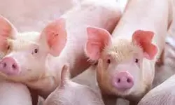 കോഴിക്കോട് ആദ്യമായി ആഫ്രിക്കന് പന്നിപ്പനി സ്ഥിരീകരിച്ചു; കോടഞ്ചേരിയില് മാംസ വില്പന സ്ഥാപനങ്ങള് അടച്ചിടും കോഴിക്കോട് ആദ്യമായി ആഫ്രിക്കന് പന്നിപ്പനി സ്ഥിരീകരിച്ചു; കോടഞ്ചേരിയില് മാംസ വില്പന സ്ഥാപനങ്ങള് അടച്ചിടും