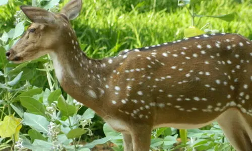 തൃശൂര് സുവോളജിക്കല് പാര്ക്കിലെ പത്തുമാനുകള് ചത്തു; തെരുവുനായ്ക്കള് കൊന്നതെന്ന് സംശയം തൃശൂര് സുവോളജിക്കല് പാര്ക്കിലെ പത്തുമാനുകള് ചത്തു; തെരുവുനായ്ക്കള് കൊന്നതെന്ന് സംശയം