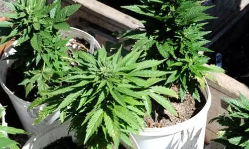 കഞ്ചാവ് ചട്ടിയിലോ പറമ്പിലോ നട്ടാലും എന്ഡിപിഎസ് നിയമം ബാധകം: ഹൈക്കോടതി കഞ്ചാവ് ചട്ടിയിലോ പറമ്പിലോ നട്ടാലും എന്ഡിപിഎസ് നിയമം ബാധകം: ഹൈക്കോടതി