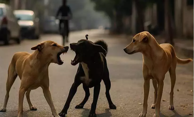 റോഡരികില്‍ കിടന്നുറങ്ങുന്നതിനിടെ വയോധികനെ തെരുവുനായ കടിച്ചുകൊന്നു