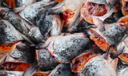 തമിഴ്നാട്ടില്‍ നിന്ന് എത്തിക്കുന്ന മത്സ്യഭാഗങ്ങള്‍ കഴിക്കരുതെന്ന് മുന്നറിയിപ്പ്