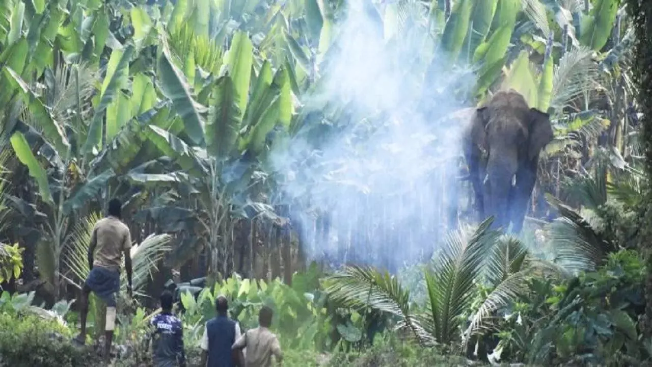 വന്യജീവി ആക്രമണ വിളനാശം: പ്രാദേശിക ദുരന്തമായി കണക്കാക്കി സഹായം നല്‍കാന്‍ കേന്ദ്ര തീരുമാനം