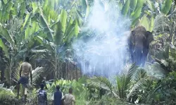 വന്യജീവി ആക്രമണ വിളനാശം: പ്രാദേശിക ദുരന്തമായി കണക്കാക്കി സഹായം നല്കാന് കേന്ദ്ര തീരുമാനം വന്യജീവി ആക്രമണ വിളനാശം: പ്രാദേശിക ദുരന്തമായി കണക്കാക്കി സഹായം നല്കാന് കേന്ദ്ര തീരുമാനം