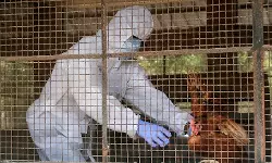 മനുഷ്യനില്‍ പക്ഷിപ്പനിയുടെ എച്ച്5എന്‍5 വകഭേദം സ്ഥിരീകരിച്ചതായി റിപോര്‍ട്ട്