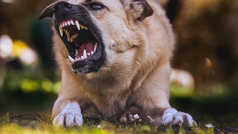 നവജാത ശിശുവിന്റെ മൃതദേഹം കടിച്ചുപിടിച്ച് തെരുവു നായ; കുഞ്ഞിന്റെ തലയും കയ്യും കാണാനില്ല