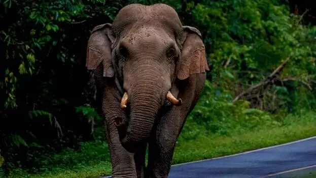 കാട്ടാന ആക്രമണം; രണ്ടു പേര്ക്ക് പരിക്ക് കാട്ടാന ആക്രമണം; രണ്ടു പേര്ക്ക് പരിക്ക്