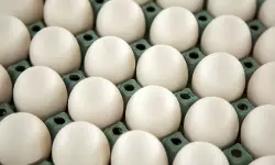 കോഴി മുട്ടക്ക് വില വര്‍ധിച്ചു; കേരളത്തിലെ ചില്ലറവില്പന വില 7.50 രൂപയാവും