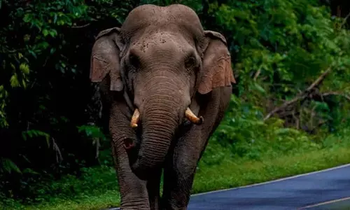 കാട്ടാന ആക്രമണം; രണ്ടു പേര്ക്ക് പരിക്ക് കാട്ടാന ആക്രമണം; രണ്ടു പേര്ക്ക് പരിക്ക്