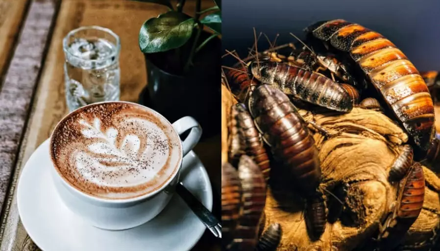 ചൈനയില്‍ ജനപ്രിയമായി പാറ്റ കാപ്പി