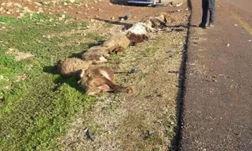 ഫലസ്തീനികളുടെ ആടുകളെ കൊന്ന് ജൂതകുടിയേറ്റക്കാര്‍