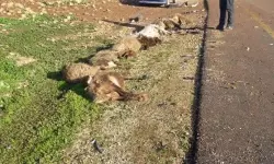 ഫലസ്തീനികളുടെ ആടുകളെ കൊന്ന് ജൂതകുടിയേറ്റക്കാര് ഫലസ്തീനികളുടെ ആടുകളെ കൊന്ന് ജൂതകുടിയേറ്റക്കാര്