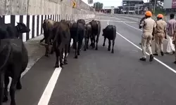 ആറുവരിപ്പാതയില് പോത്തിന്കൂട്ടം കയറി; ഗതാഗതം തടസ്സപ്പെട്ടു ആറുവരിപ്പാതയില് പോത്തിന്കൂട്ടം കയറി; ഗതാഗതം തടസ്സപ്പെട്ടു