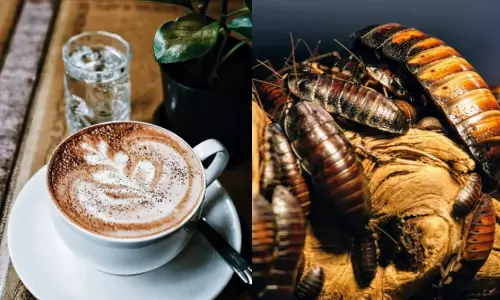 ചൈനയില്‍ ജനപ്രിയമായി പാറ്റ കാപ്പി