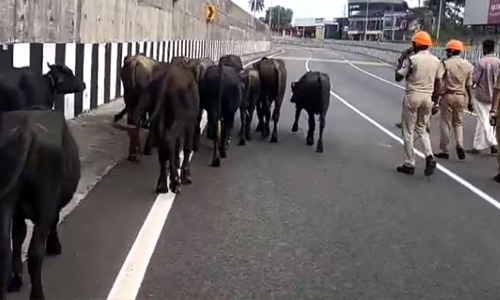 ആറുവരിപ്പാതയില്‍ പോത്തിന്‍കൂട്ടം കയറി; ഗതാഗതം തടസ്സപ്പെട്ടു
