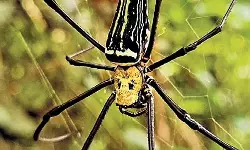 സസര്‍വാദ് വനമേഖലയില്‍ നെഫില ഇനത്തില്‍പ്പെട്ട ചിലന്തിയെ കണ്ടെത്തി; ഹനുമാന്റെ പേര് നല്‍കണമെന്ന് നിര്‍ദേശം