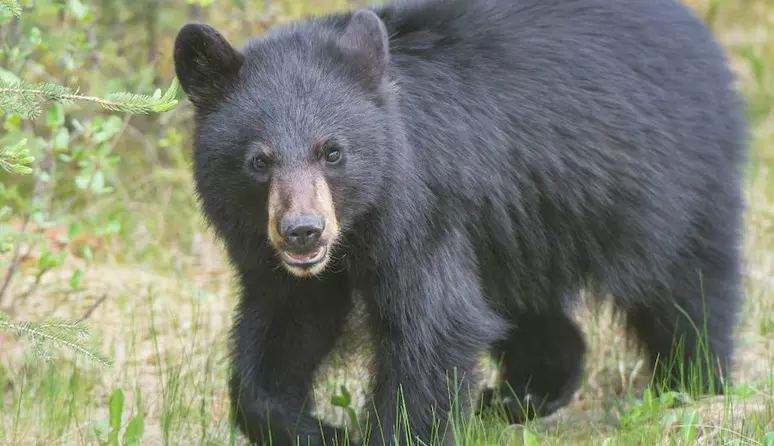കരടി ആക്രമണം; ഒരാള്ക്ക് ഗുരുതരമായി പരിക്കേറ്റു കരടി ആക്രമണം; ഒരാള്ക്ക് ഗുരുതരമായി പരിക്കേറ്റു