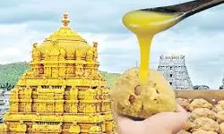 തിരുപ്പതി ദേവസ്ഥാനത്തെ ലഡ്ഡു നിര്‍മാണത്തിന് മായം കലര്‍ന്ന നെയ്യ്, ക്ഷേത്ര ഉദ്യോഗസ്ഥന്‍ അറസ്റ്റില്‍