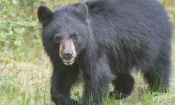 കരടി ആക്രമണം; ഒരാള്‍ക്ക് ഗുരുതരമായി പരിക്കേറ്റു