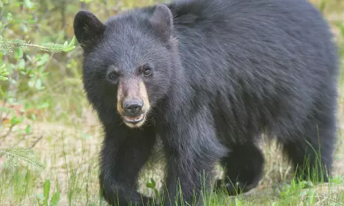 കരടി ആക്രമണം; ഒരാള്‍ക്ക് ഗുരുതരമായി പരിക്കേറ്റു