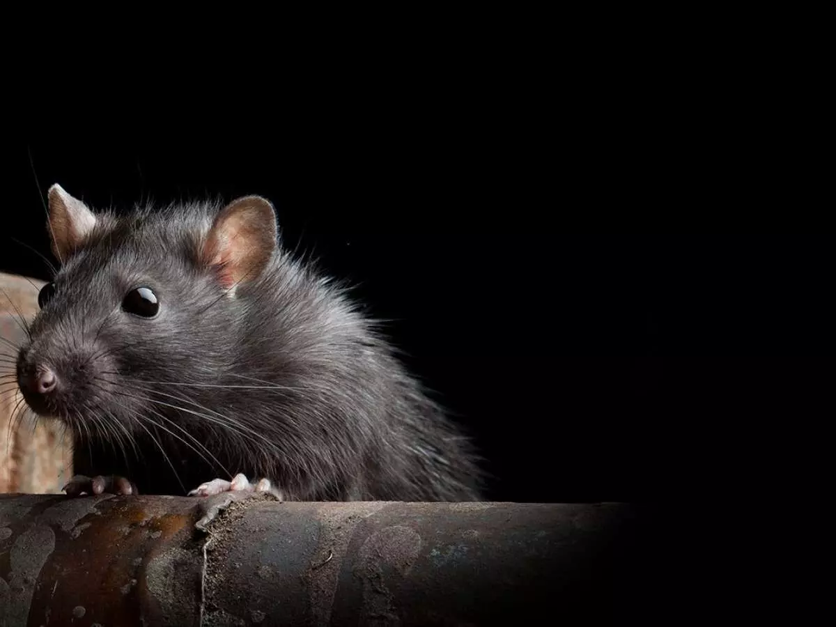 സംസ്ഥാനത്ത് എലിപ്പനി പടര്‍ന്നു പിടിക്കുന്നു