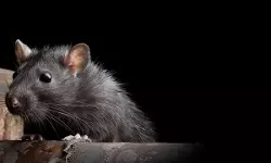 സംസ്ഥാനത്ത് എലിപ്പനി പടര്‍ന്നു പിടിക്കുന്നു