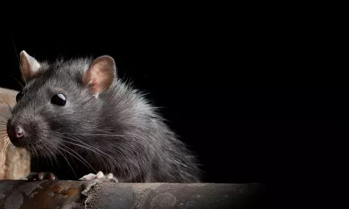 സംസ്ഥാനത്ത് എലിപ്പനി പടര്‍ന്നു പിടിക്കുന്നു