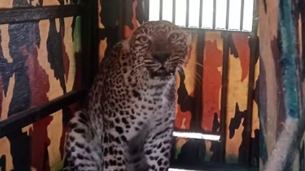 കര്‍ഷകരുടെ ഉറക്കം കെടുത്തിയ പുള്ളിപ്പുലി ഒടുവില്‍ വനം വകുപ്പിന്റെ പിടിയില്‍