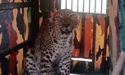 കര്‍ഷകരുടെ ഉറക്കം കെടുത്തിയ പുള്ളിപ്പുലി ഒടുവില്‍ വനം വകുപ്പിന്റെ പിടിയില്‍